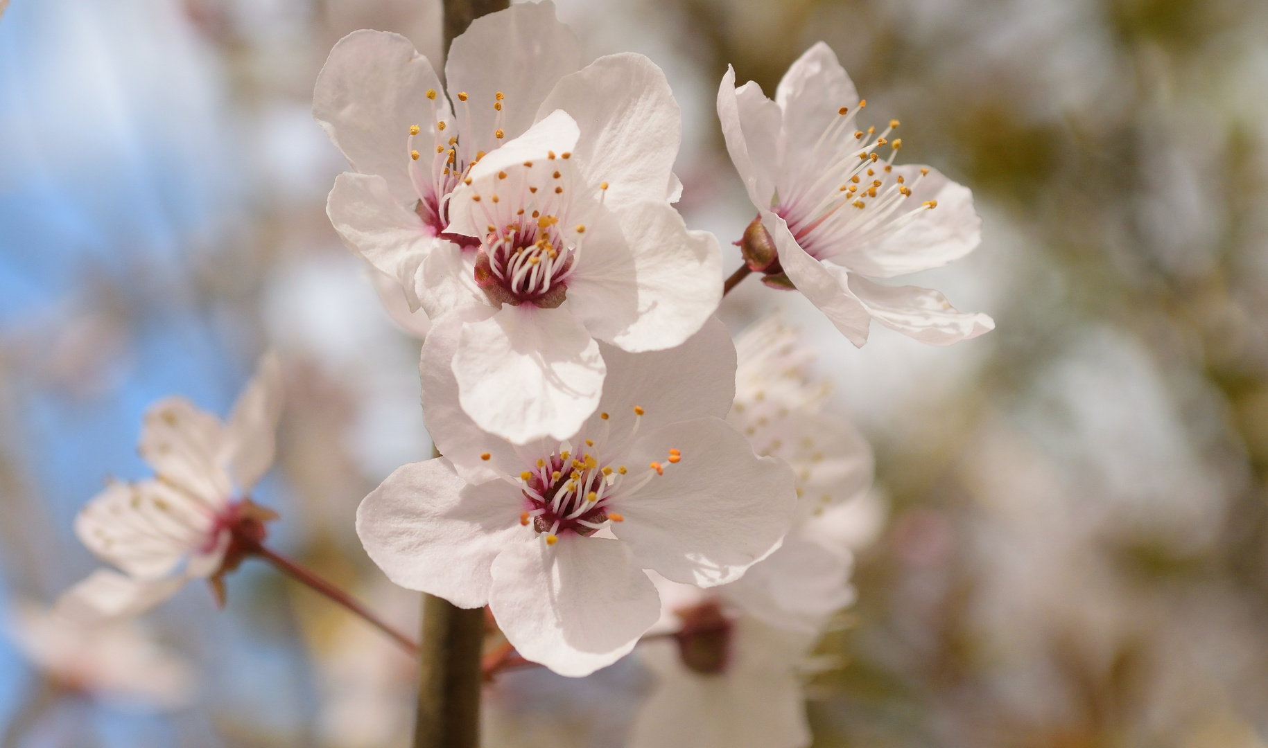 Frühlingsblüte