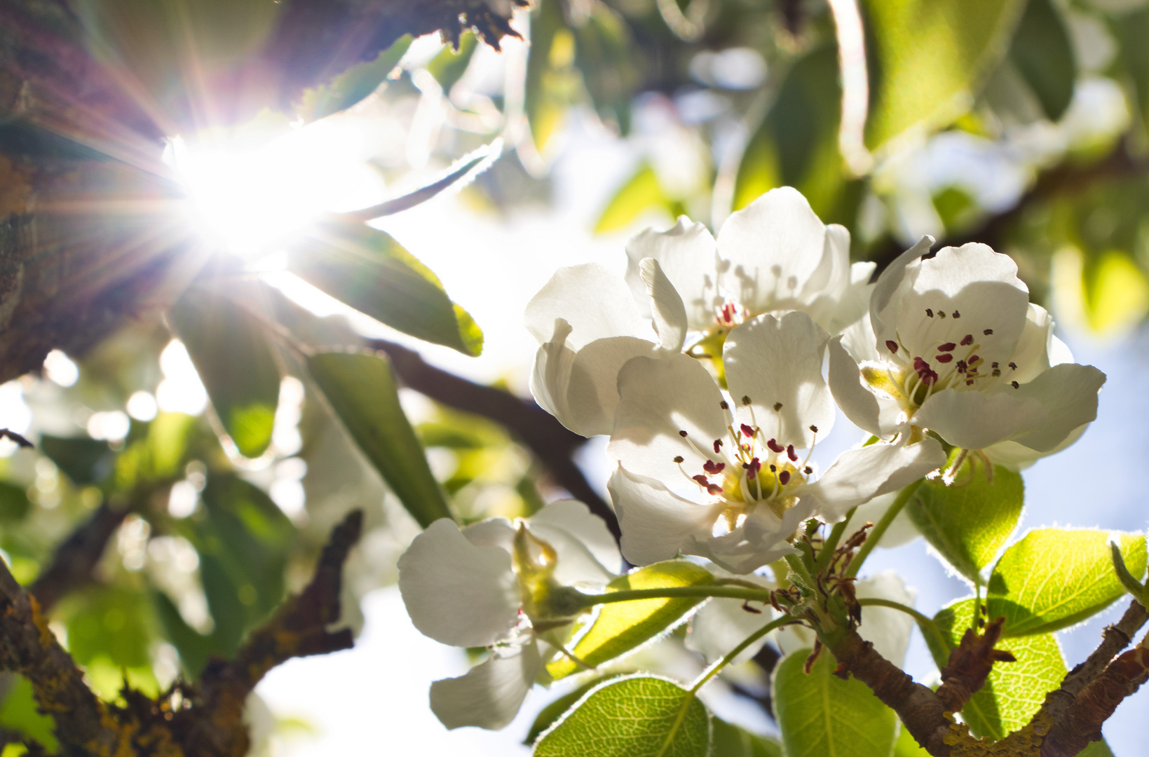 Frühlingsblüte