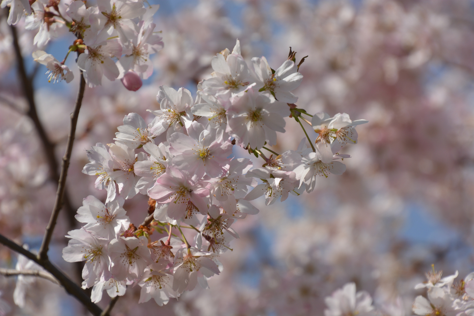 Frühlingsblüte