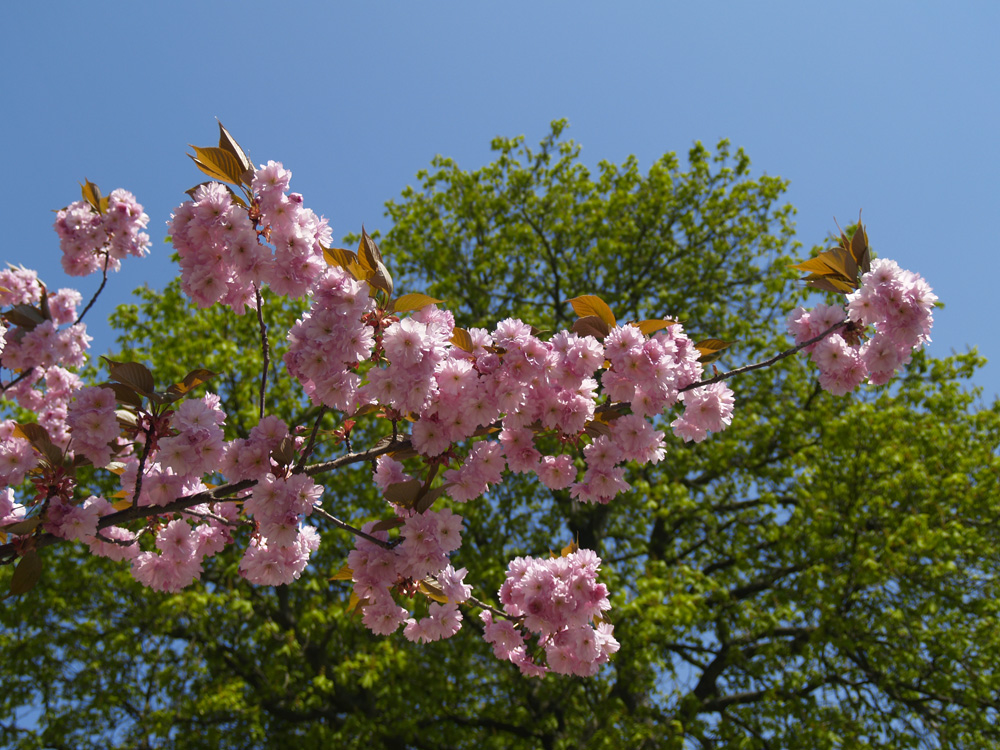 Frühlingsblüte