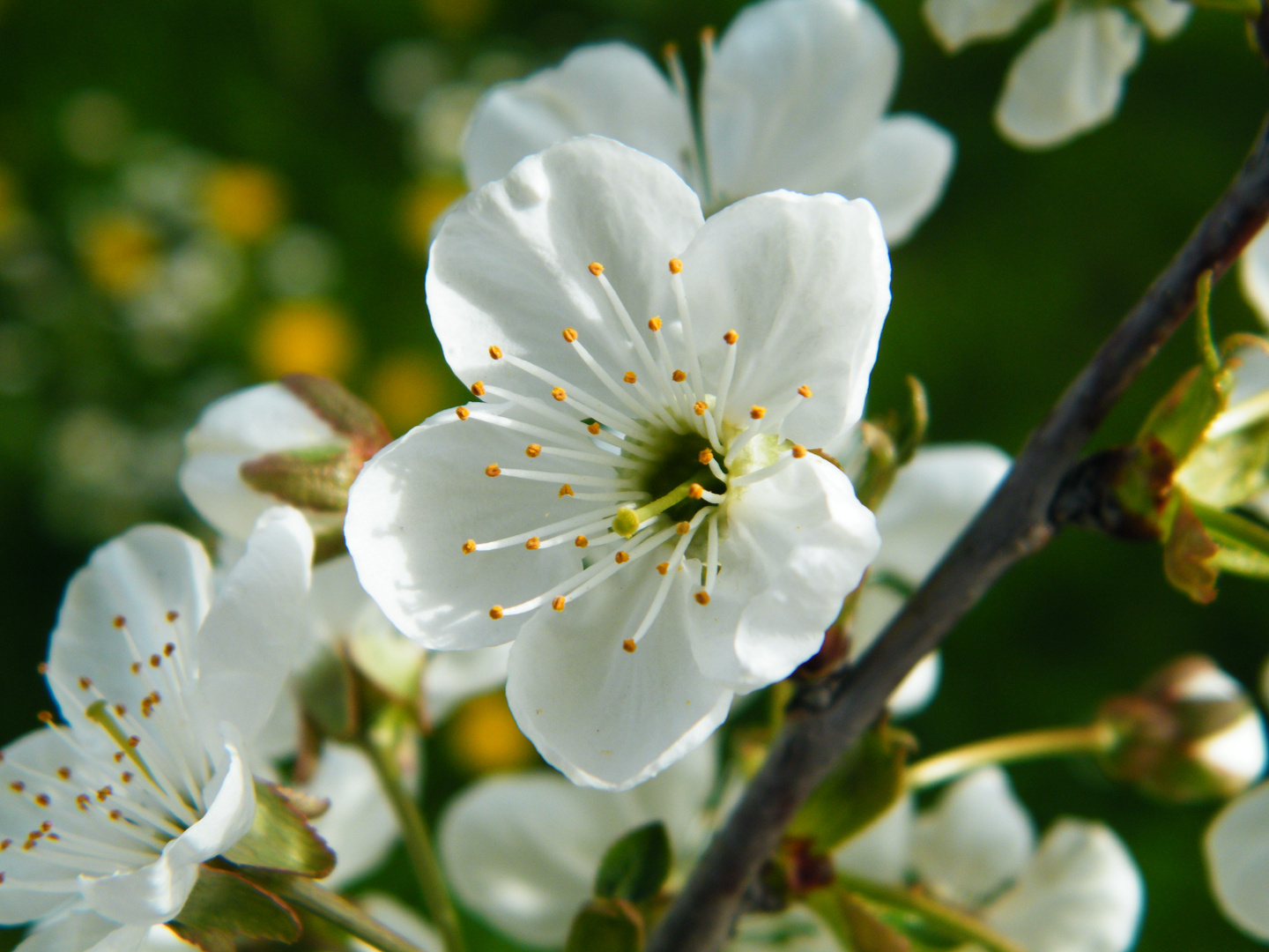 Frühlingsblüte 1