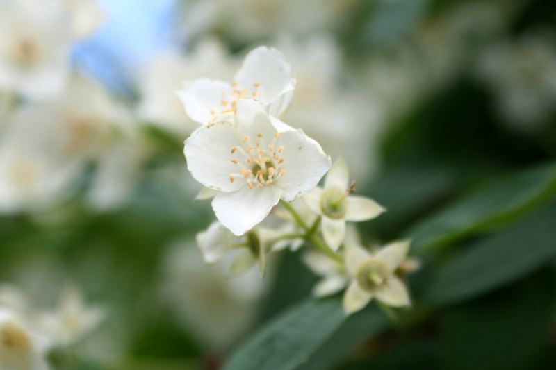 Frühlingsblüte