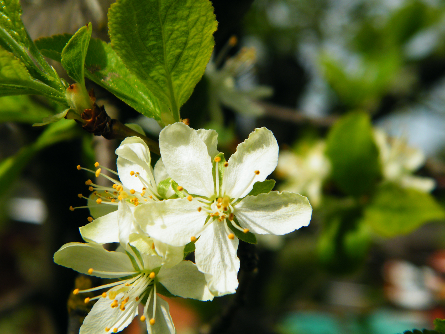 Frühlingsblüte 2