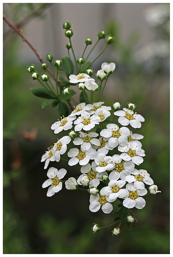 Frühlingsblüte 2