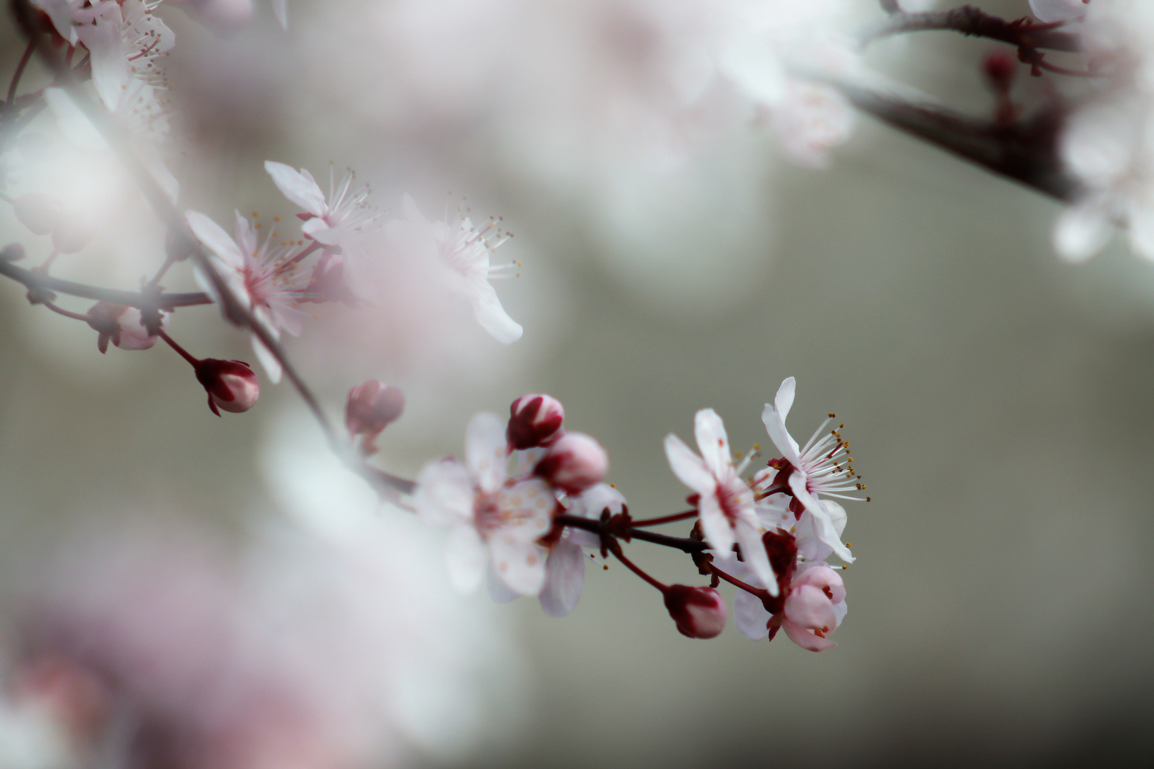 Frühlingsblüte