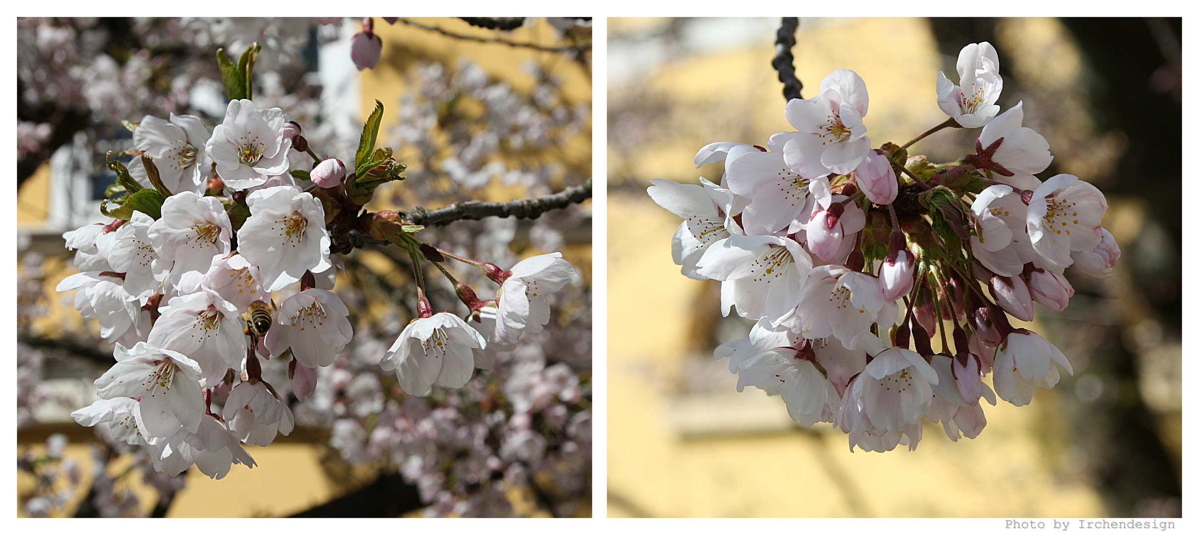 Frühlingsblüte