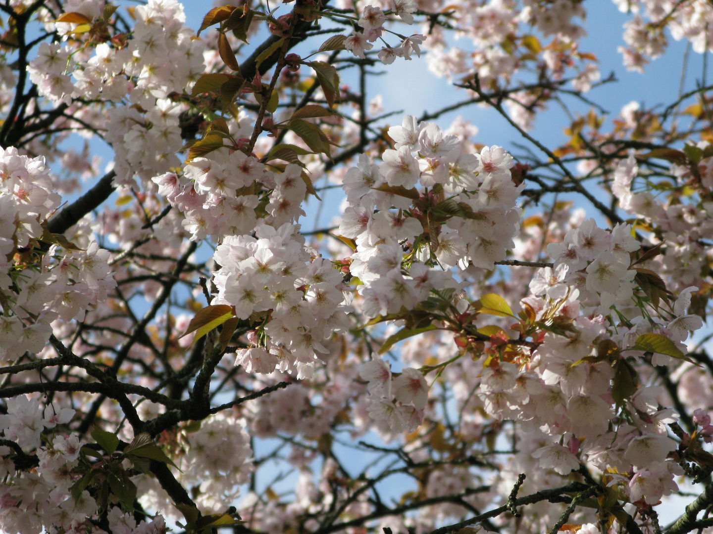 Frühlingsblüte