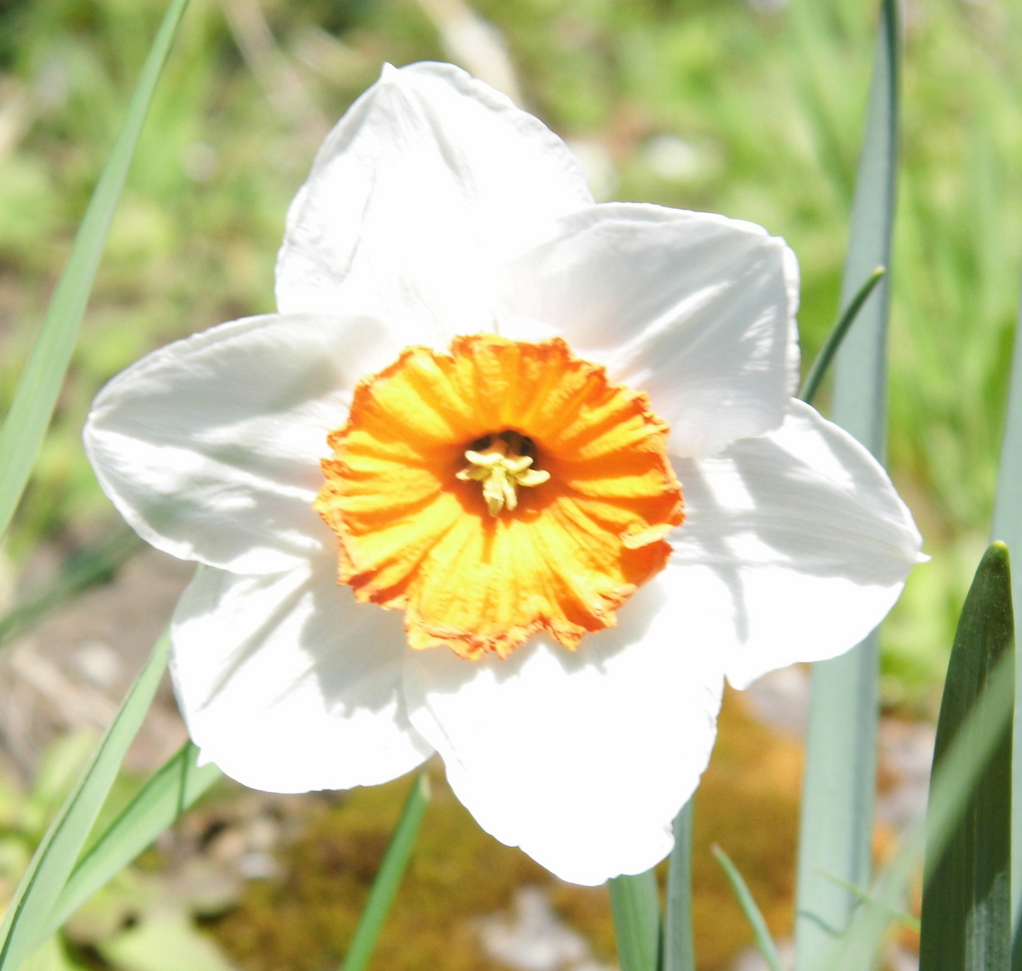 Frühlingsblüte