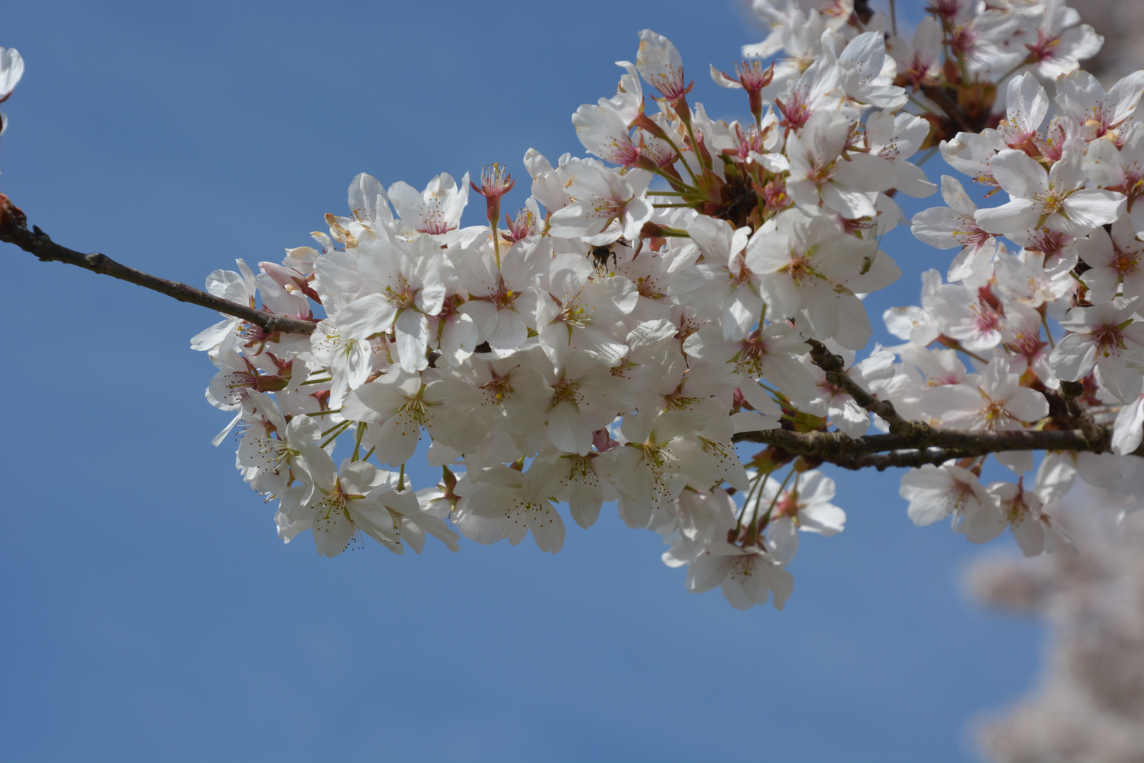 Frühlingsblüte