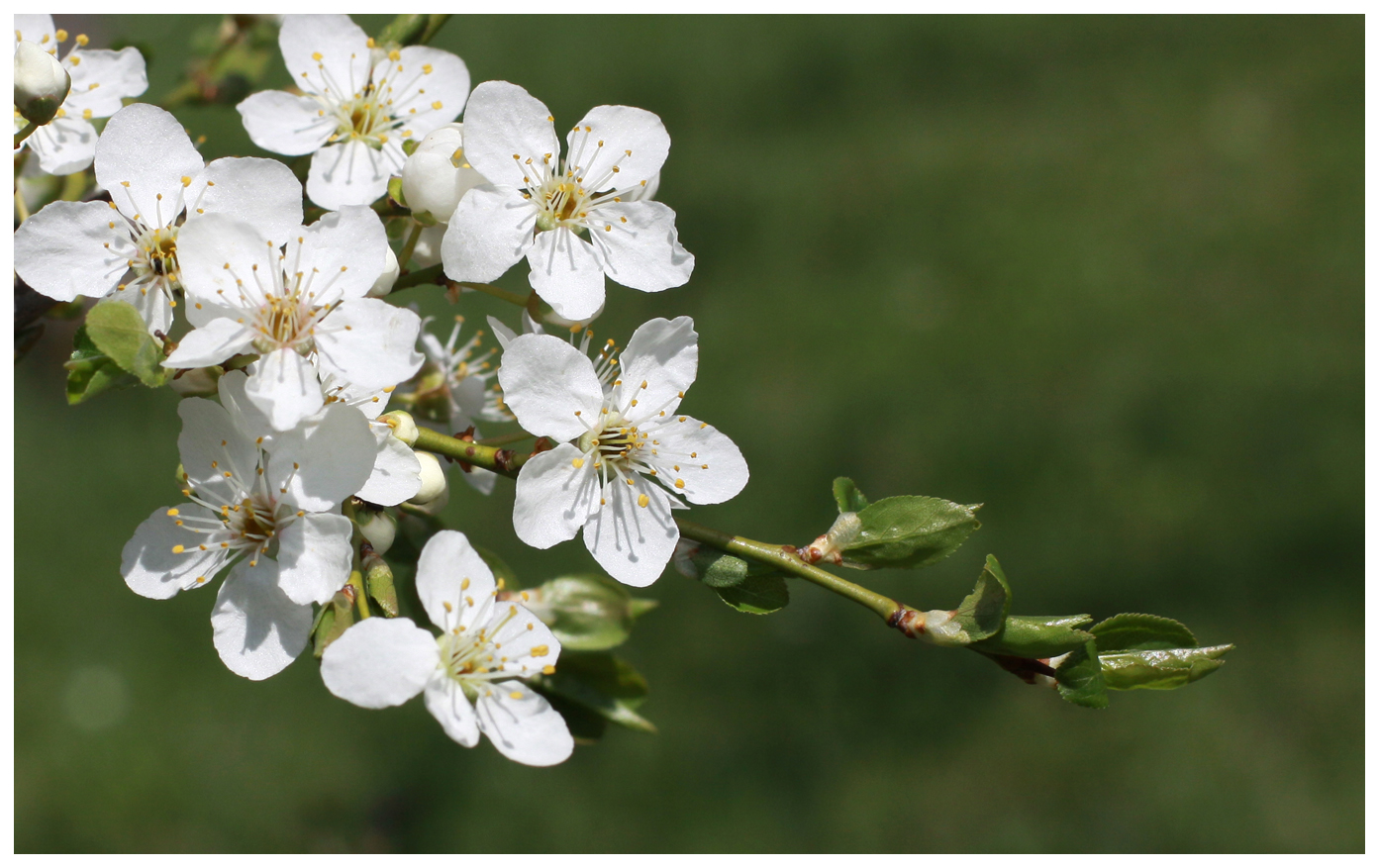 Frühlingsblüte