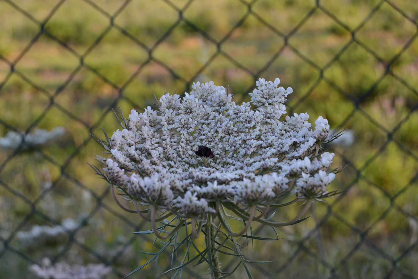 Frühlingsblüte