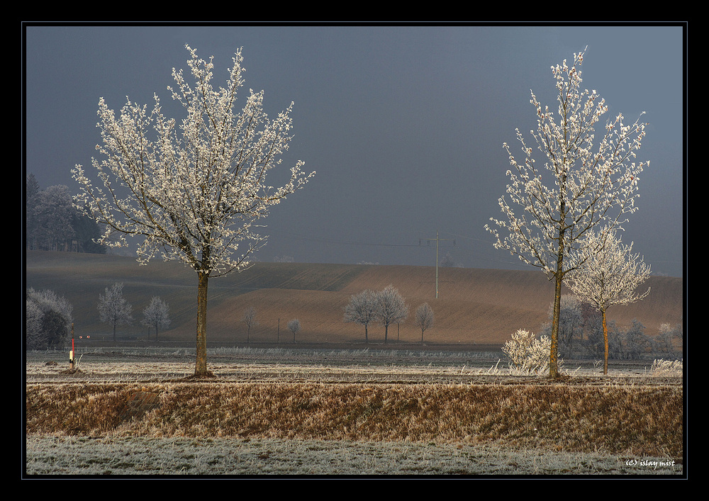 Frühlingsblüte