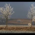 Frühlingsblüte