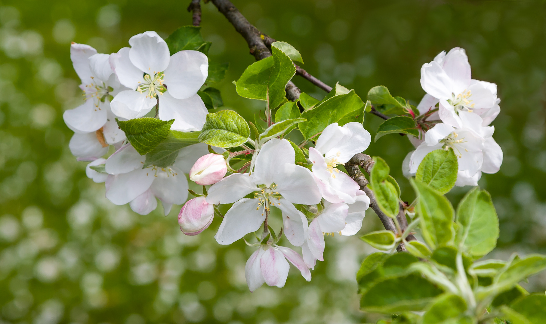 Frühlingsblüte