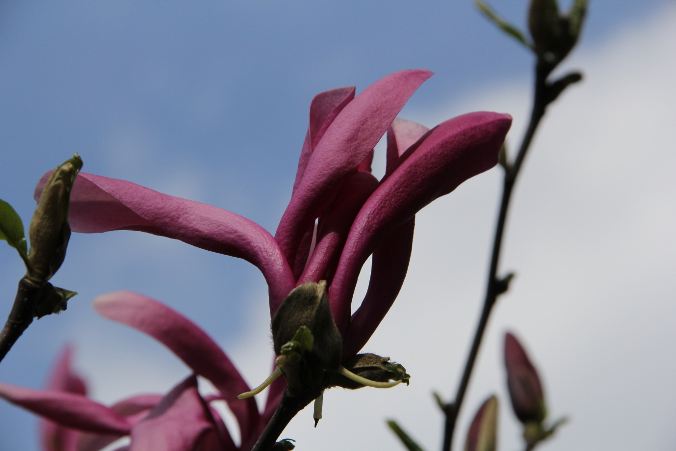 Frühlingsblüte