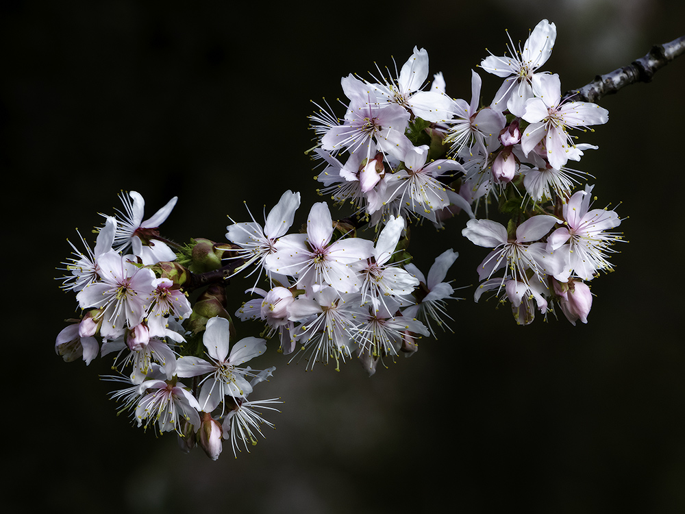 Frühlingsblüte