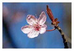 Frühlingsblüte