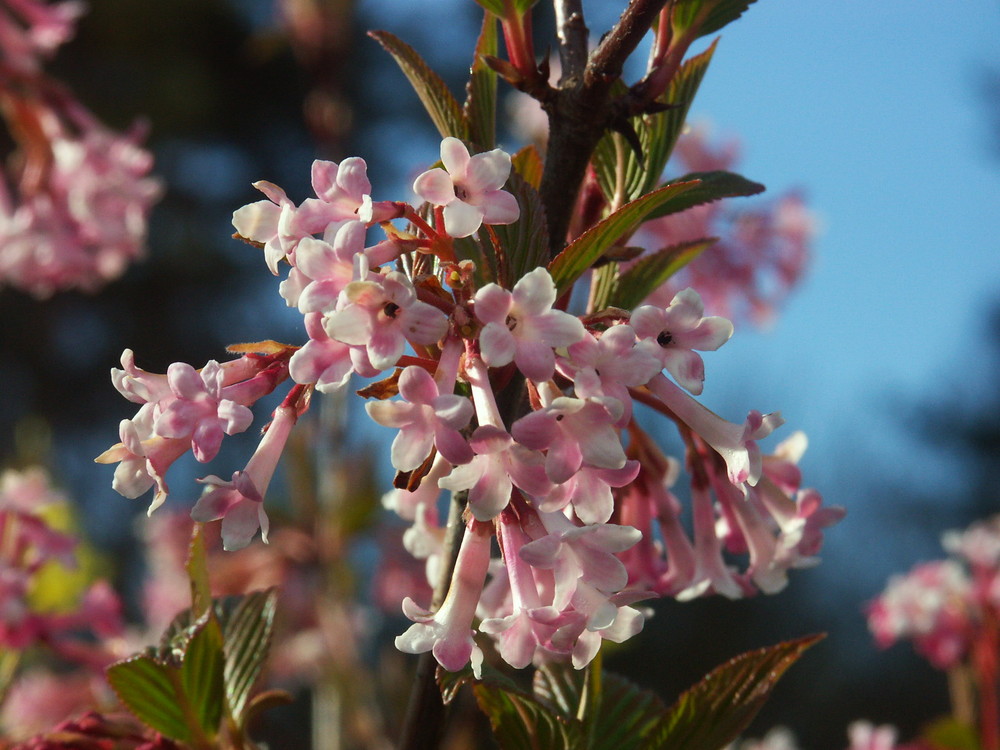 Frühlingsblüte