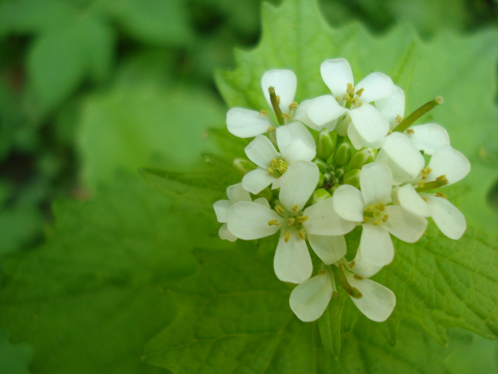 frühlingsblüte