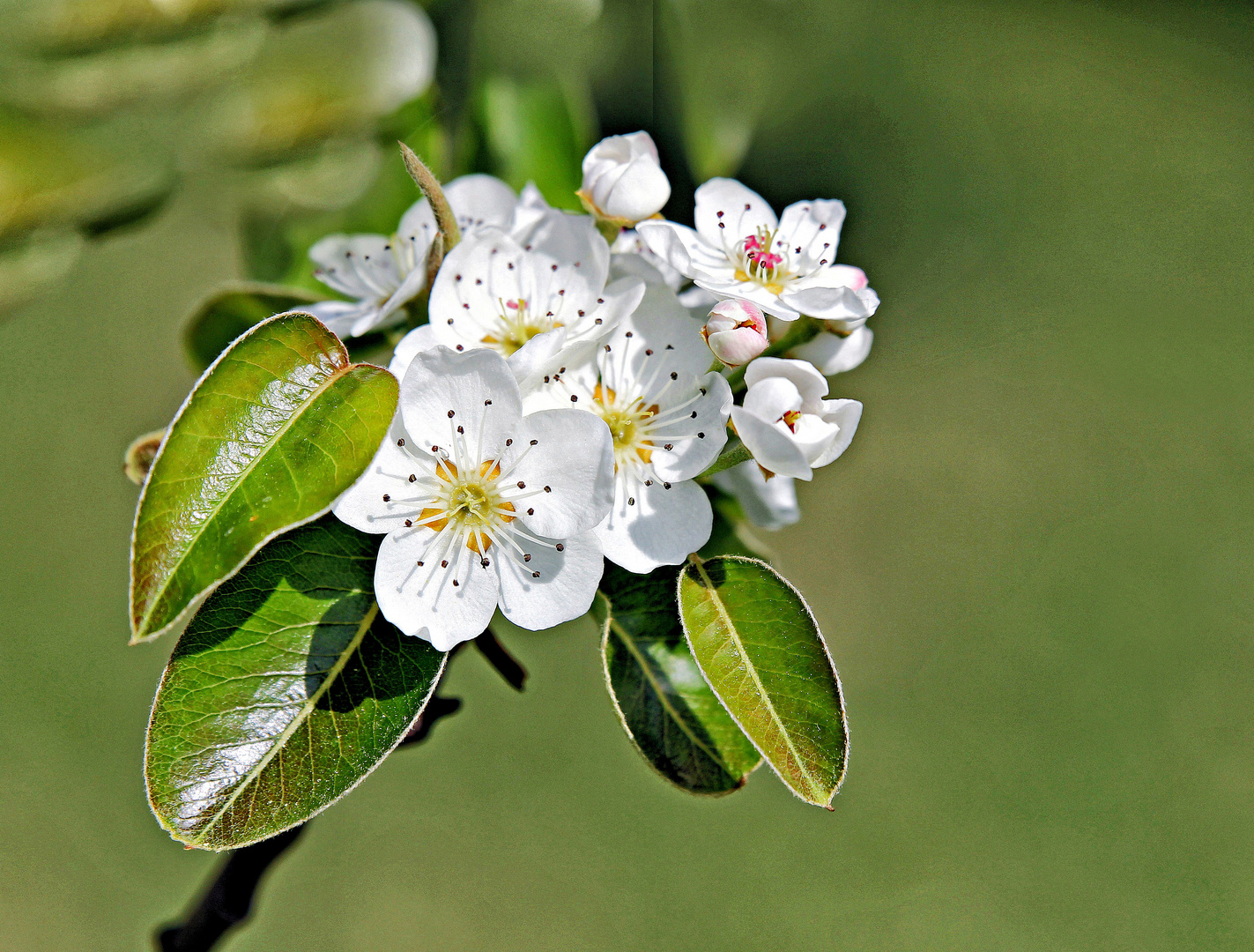 Frühlingsblüte