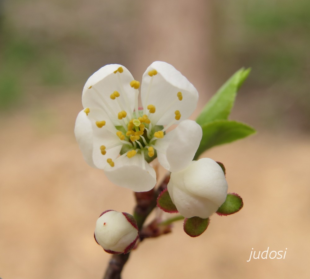 Frühlingsblüte