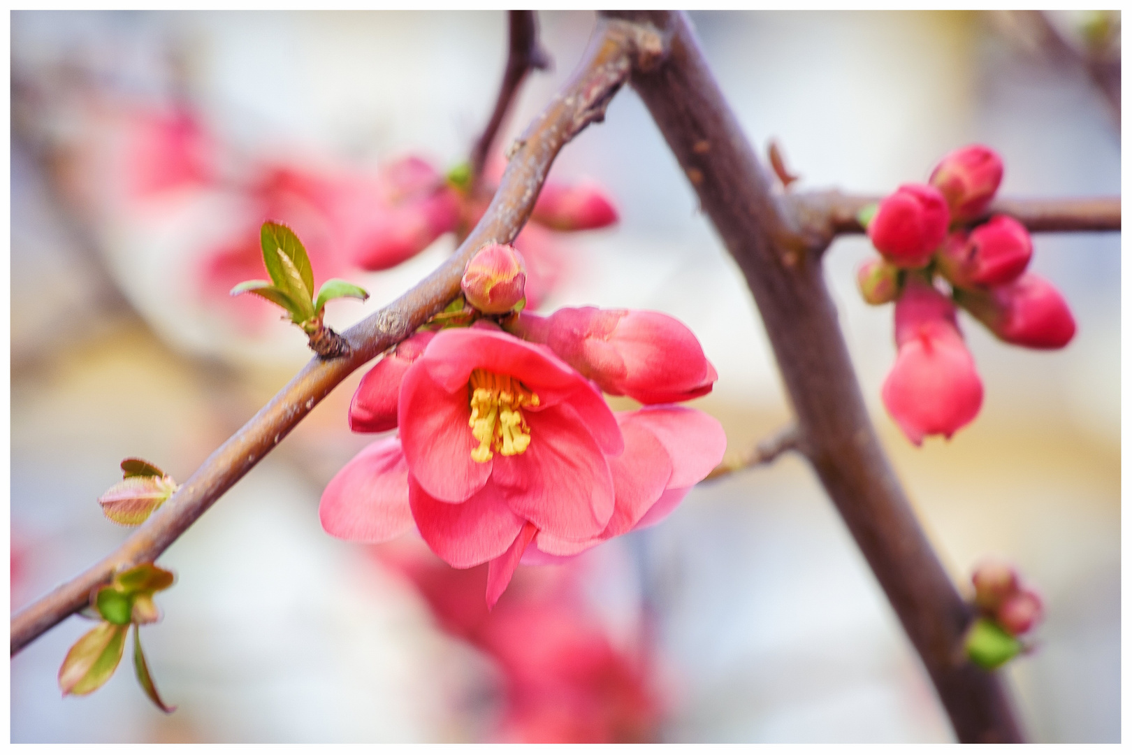 Frühlingsblüte