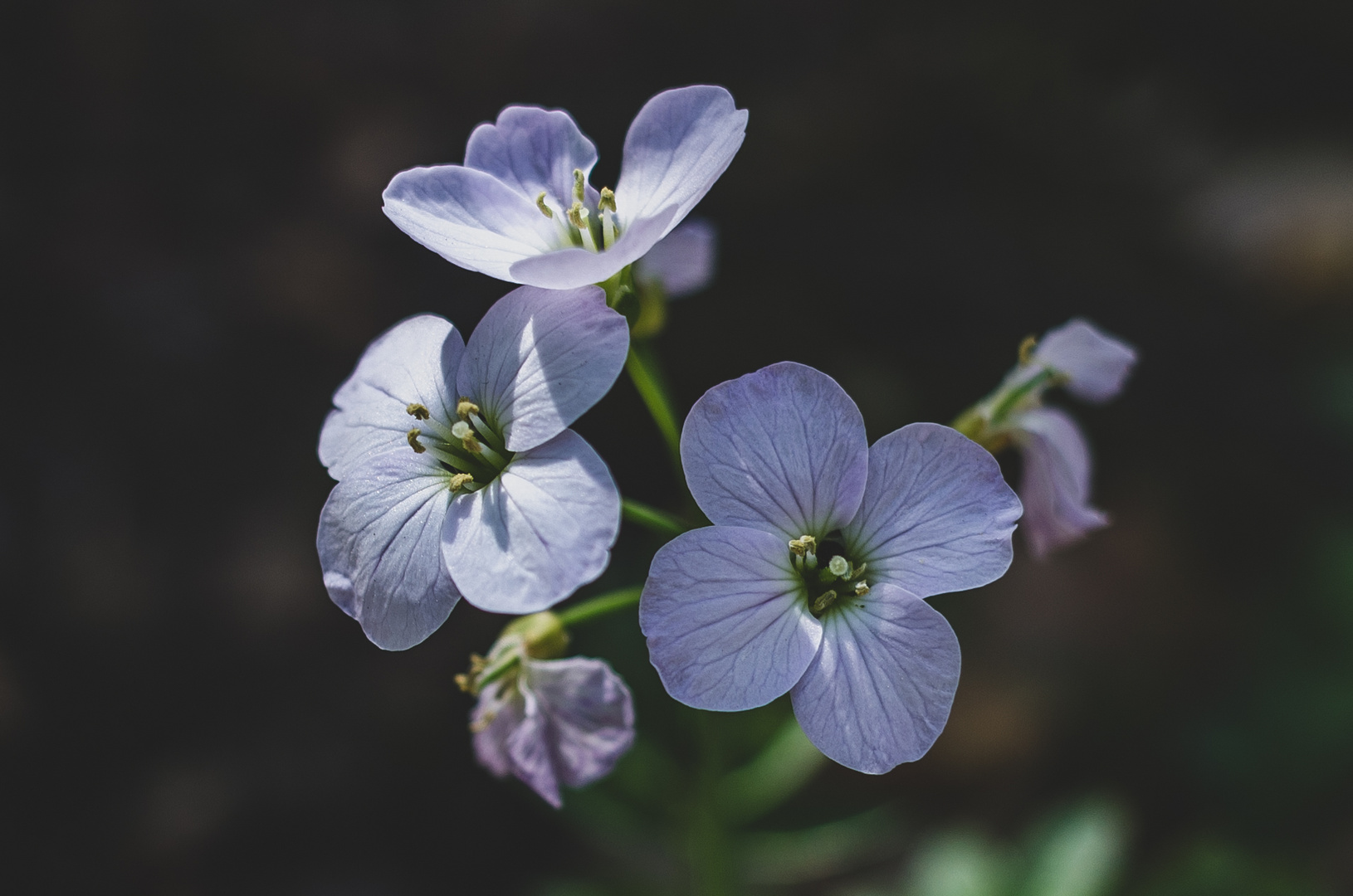 Frühlingsblüte