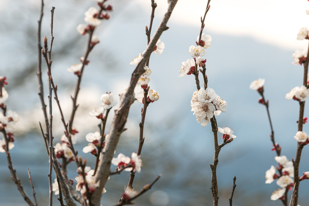 Frühlingsblüte