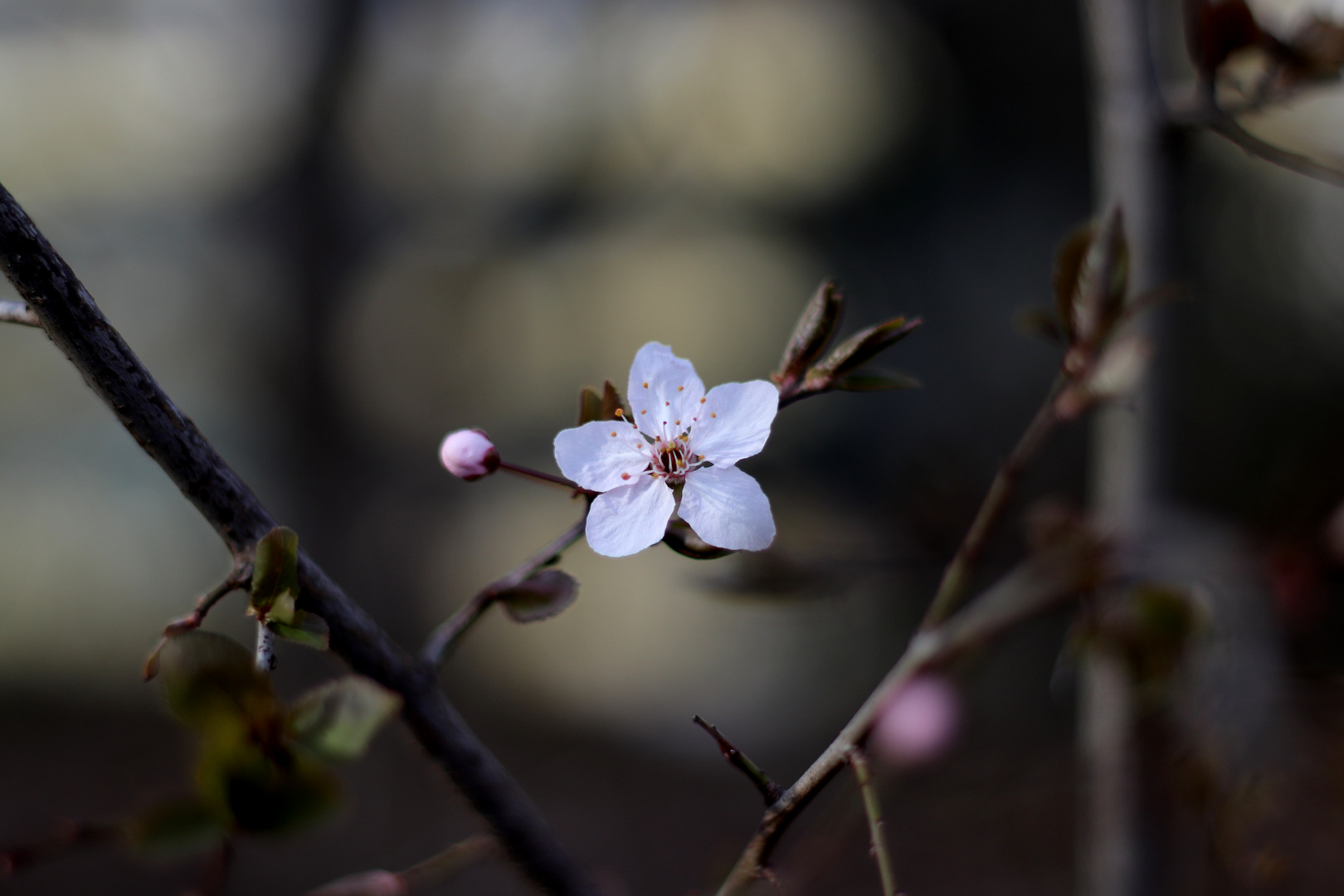 Frühlingsblüte