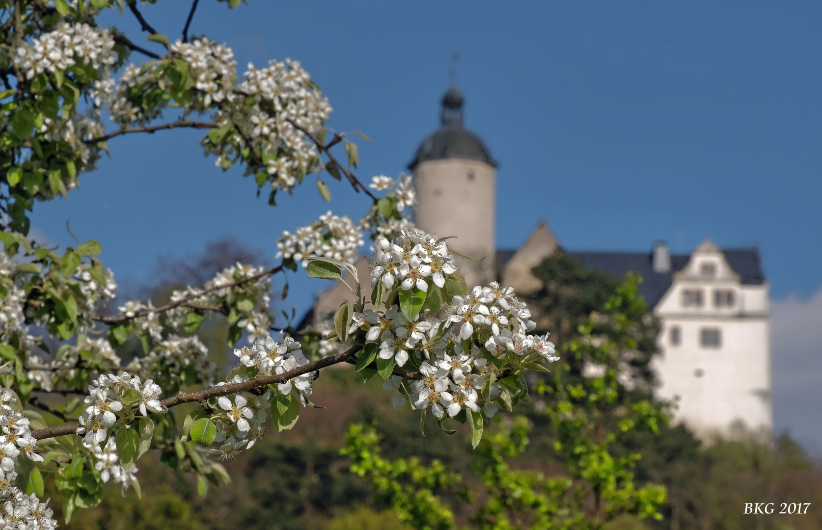 Frühlingsblüte an der Burg Ranis