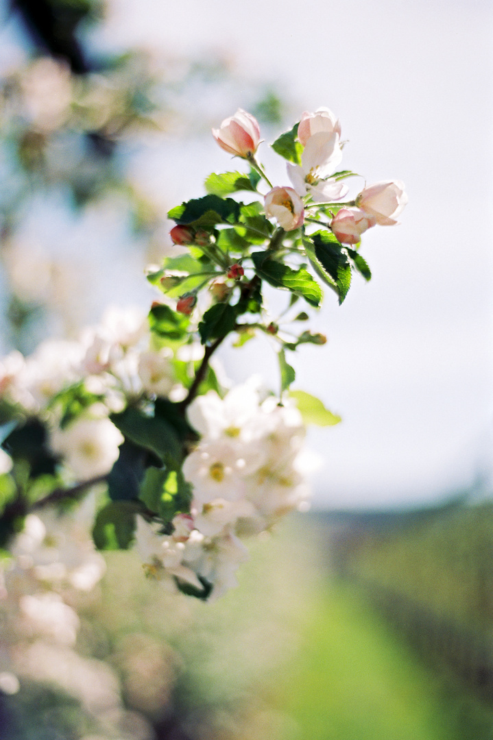 Frühlingsblüte "analog"