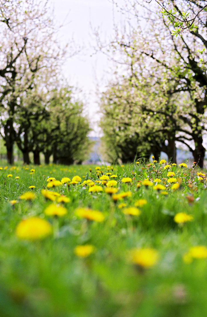 Frühlingsblüte "analog"