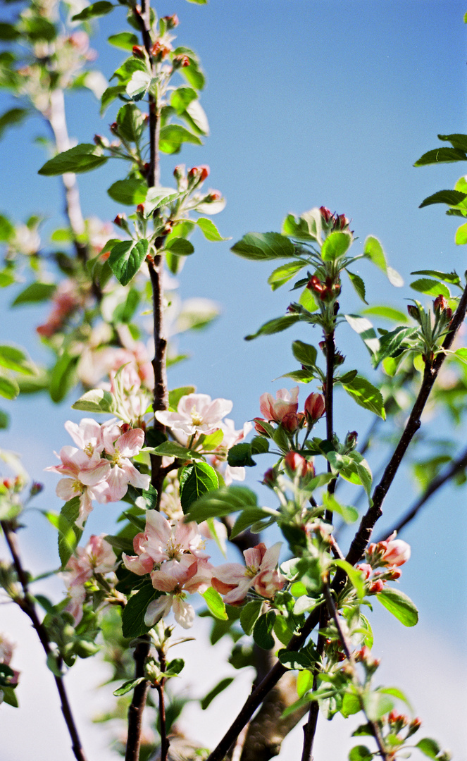 Frühlingsblüte "analog"