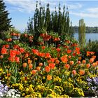 Frühlingsblüte auf der Mainau , Mainau im April 2014