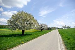 Frühlingsblüte