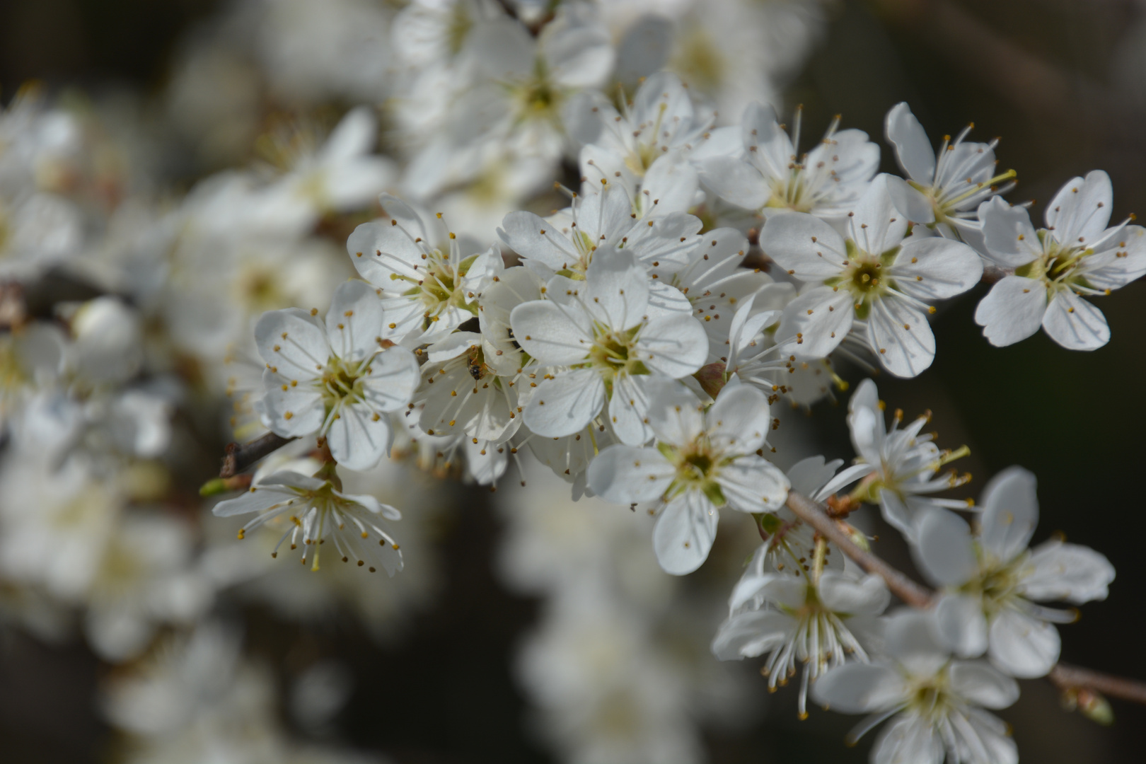 Frühlingsblüte