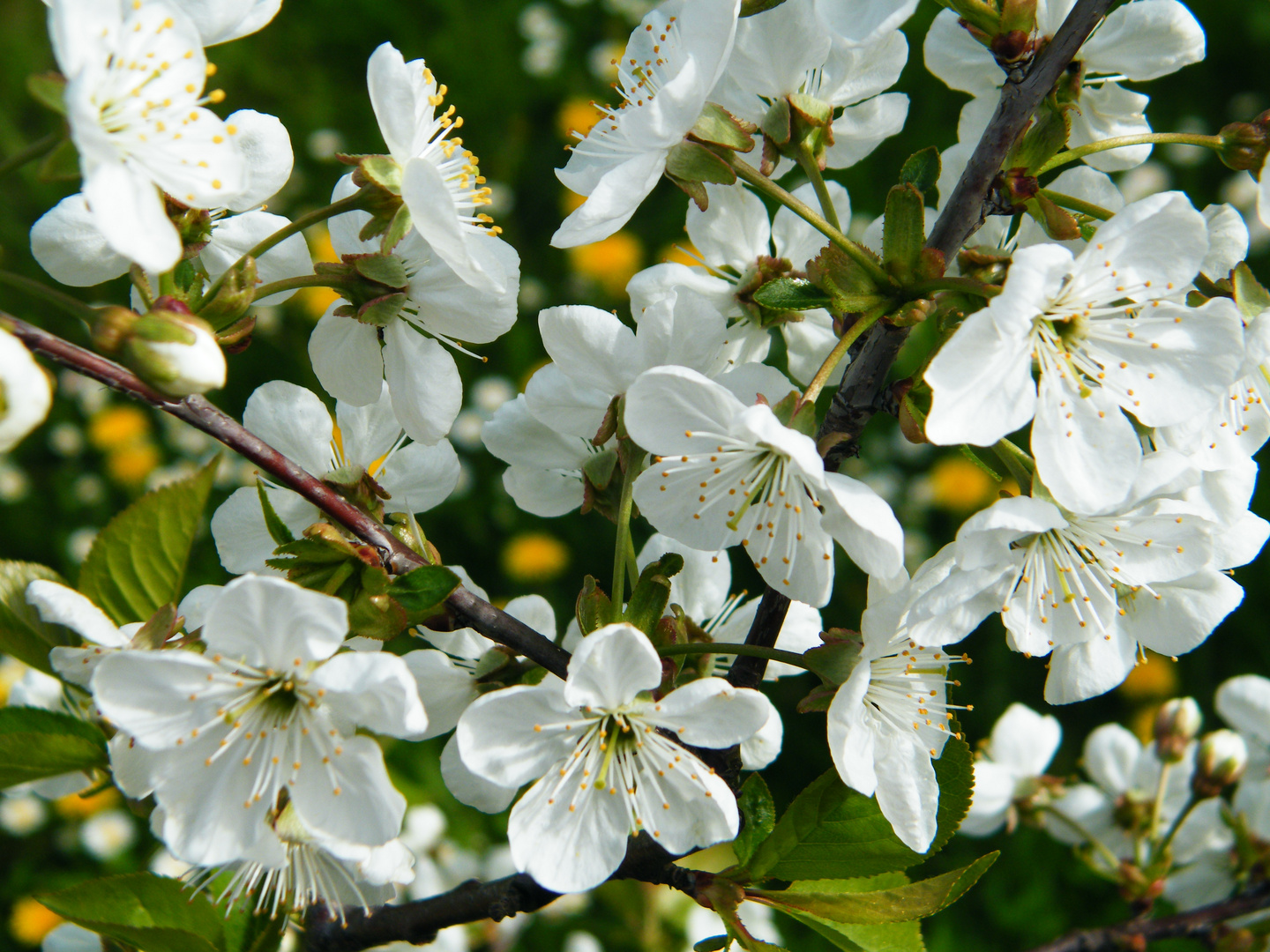 Frühlingsblüte