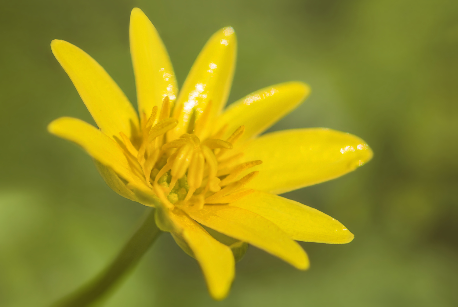 Frühlingsblüte