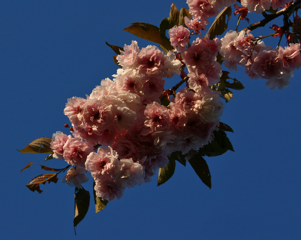 Frühlingsblüte