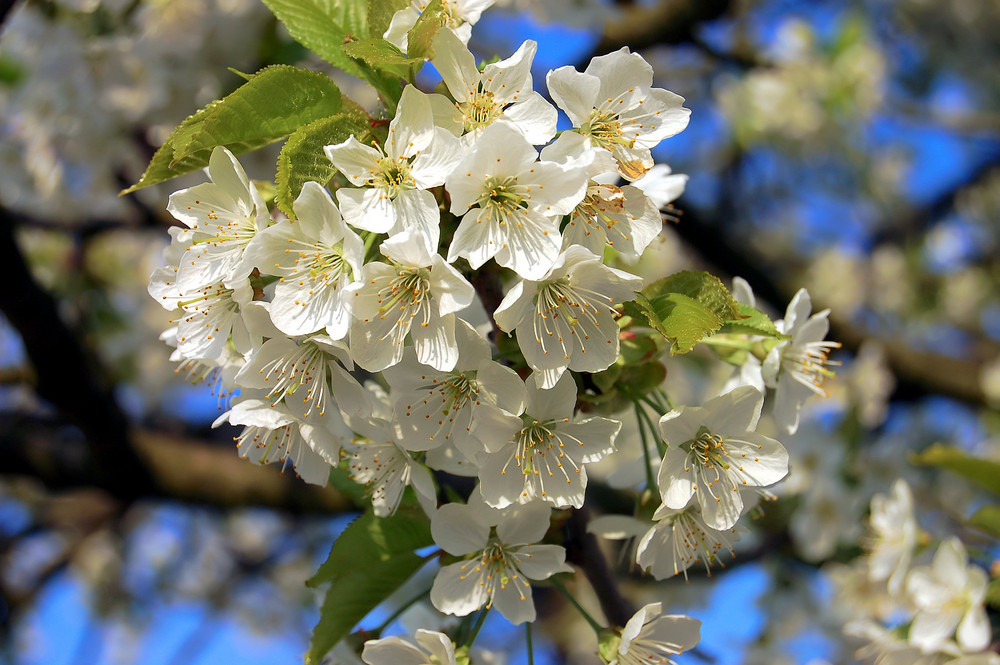 Frühlingsblüte