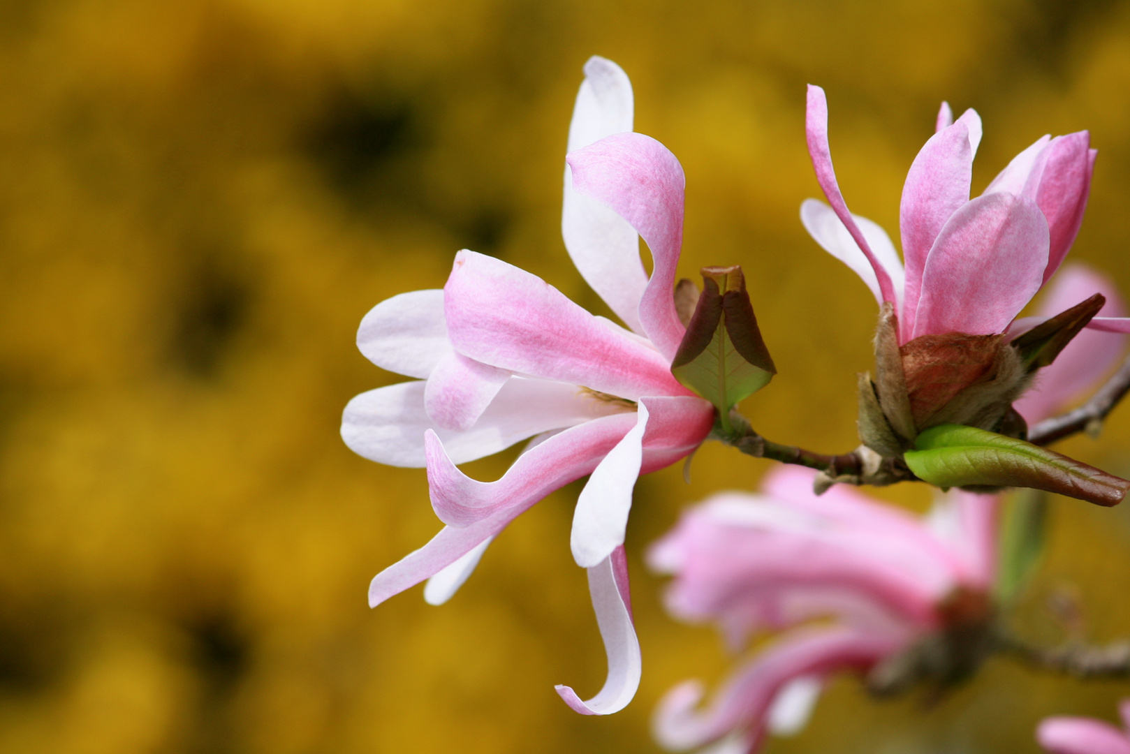 Frühlingsblüte