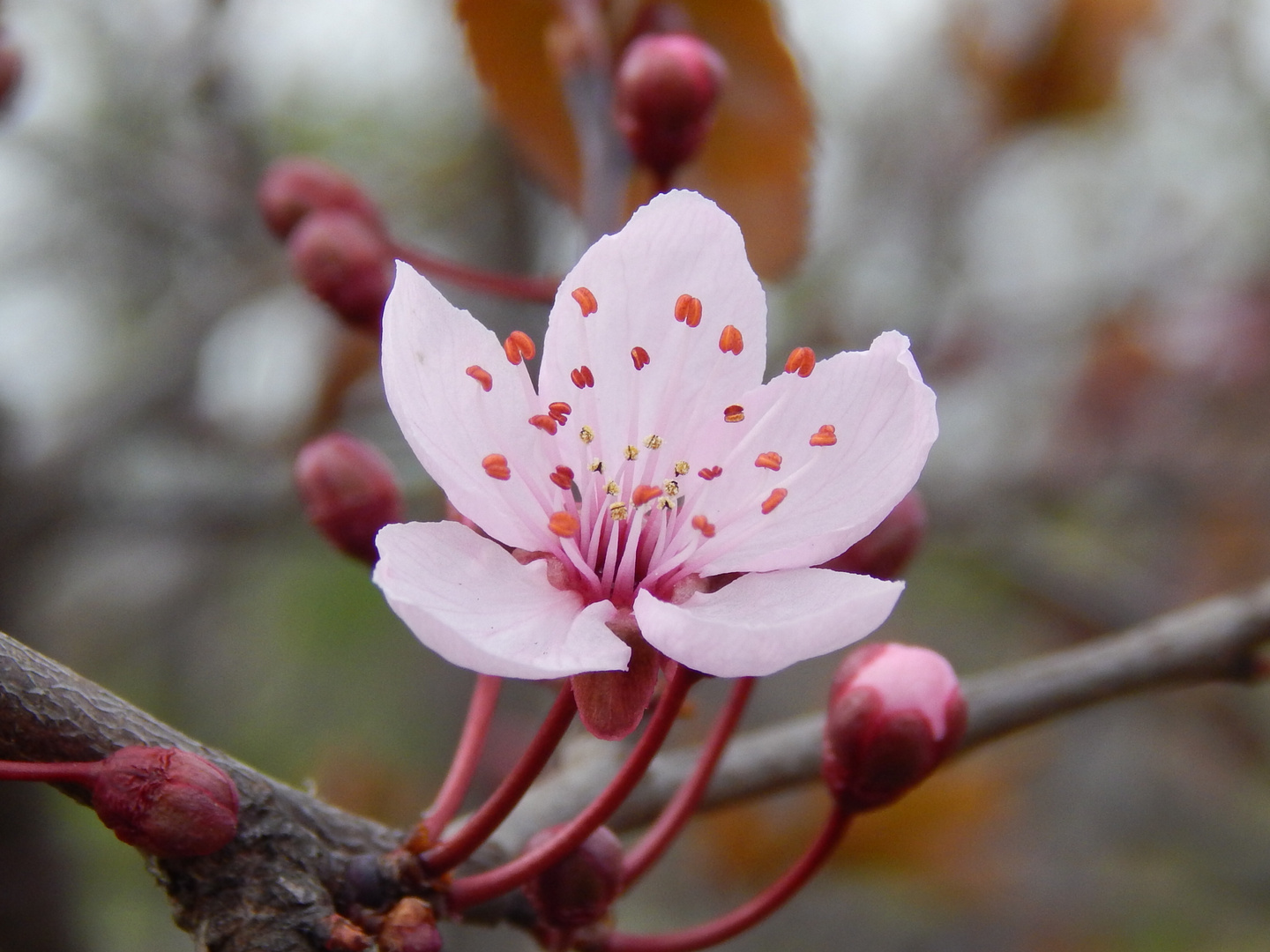 Frühlingsblüte