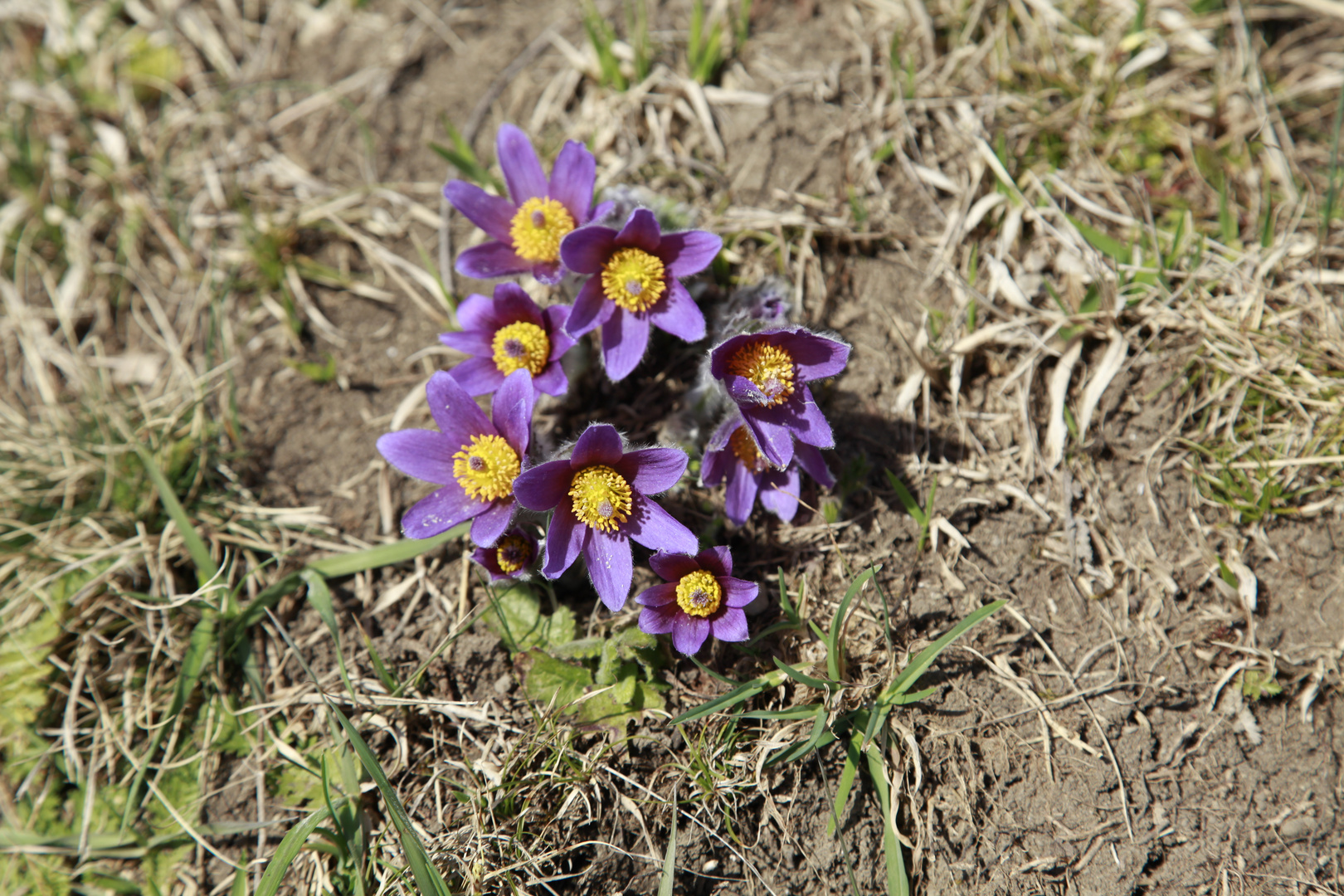 Frühlingsblüte Gewöhnliche Küchenschelle _MG_7439 