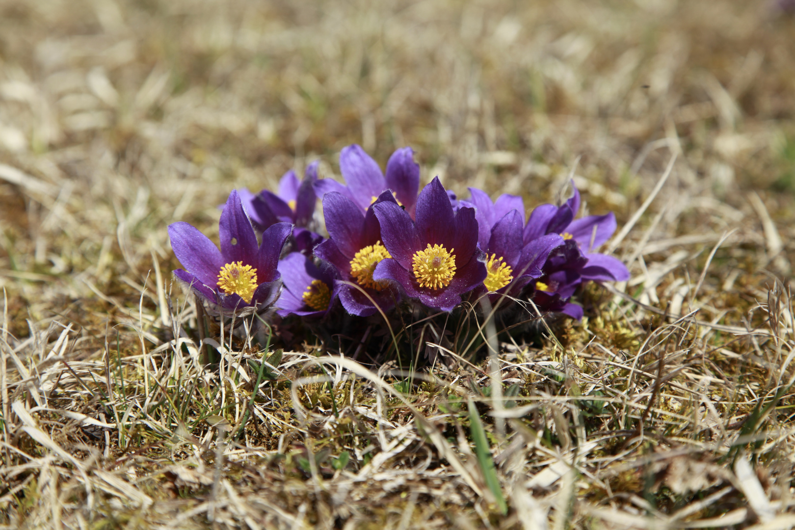 Frühlingsblüte Gewöhnliche Küchenschelle _MG_7443