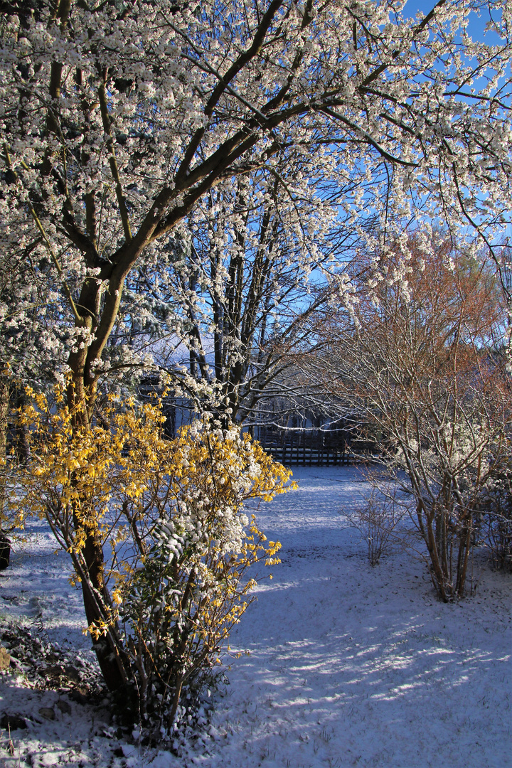 Frühlingsblüte im Schnee