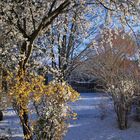 Frühlingsblüte im Schnee