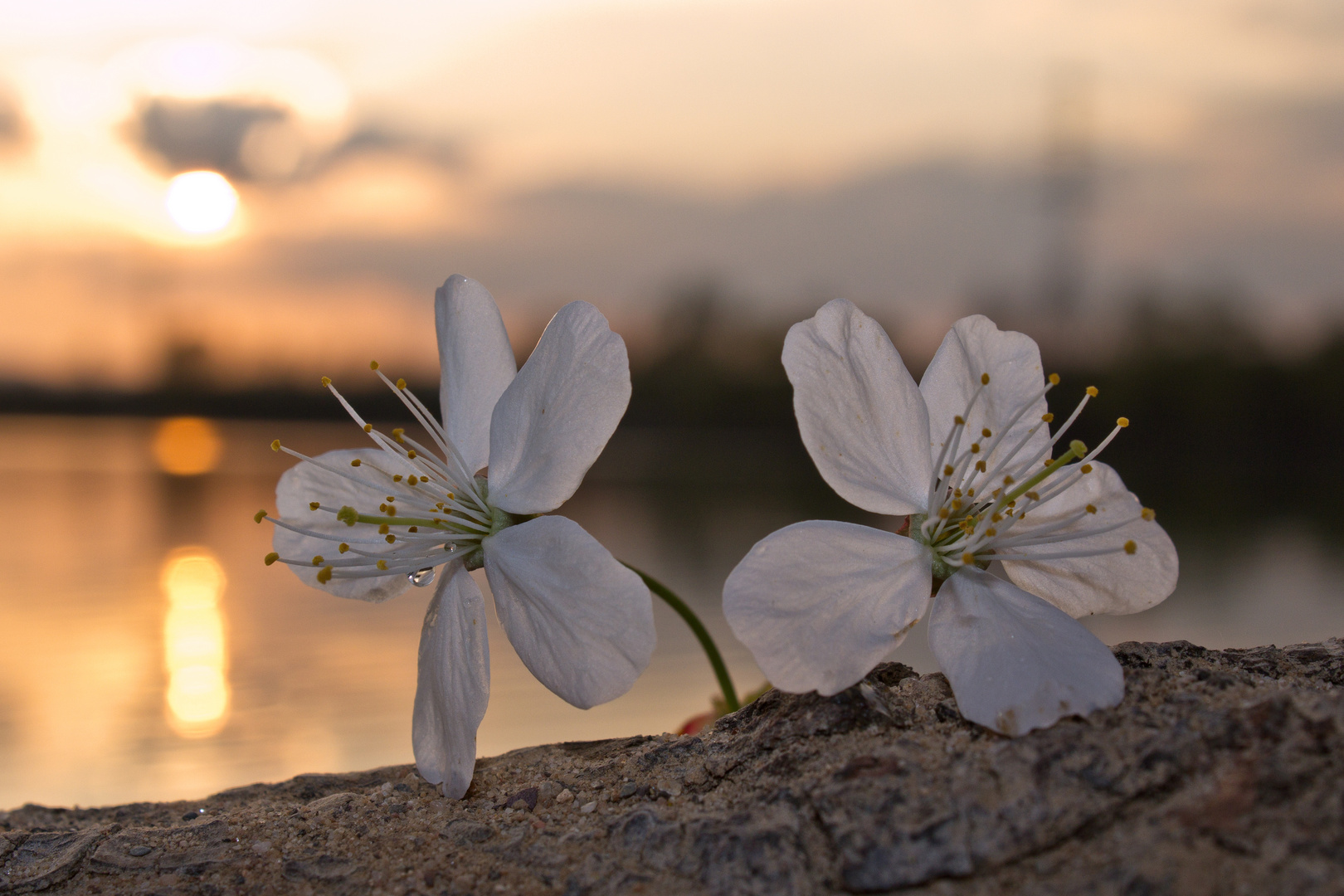 Frühlingsblüte im Sonnenuntergang