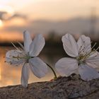 Frühlingsblüte im Sonnenuntergang