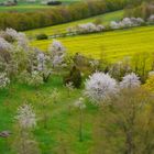 Frühlingsblüte im Werratal (III)