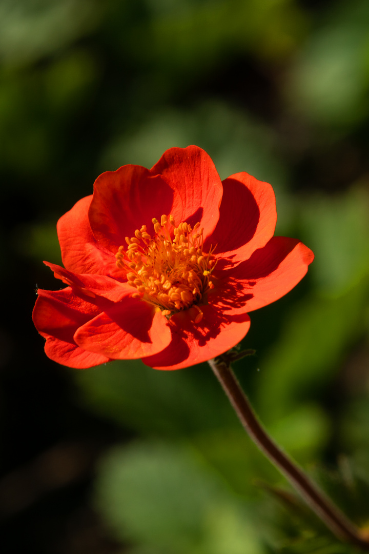 Frühlingsblüte in der Morgensonne